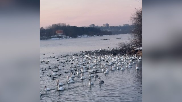 Kerintis vaizdas: Kaune užfiksuoti pulkai žiemojančių gulbių ir ančių