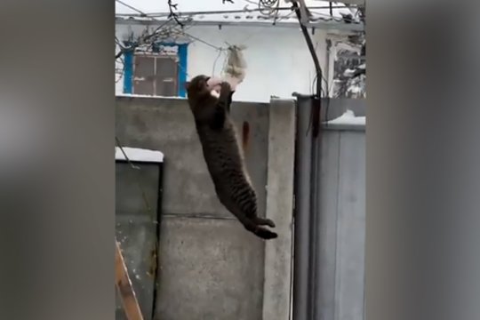 Dėl maisto padarytų bet ką: užfiksavo, kaip katinas demonstravo sportinius sugebėjimus