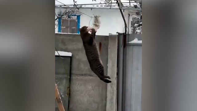 Dėl maisto padarytų bet ką: užfiksavo, kaip katinas demonstravo sportinius sugebėjimus