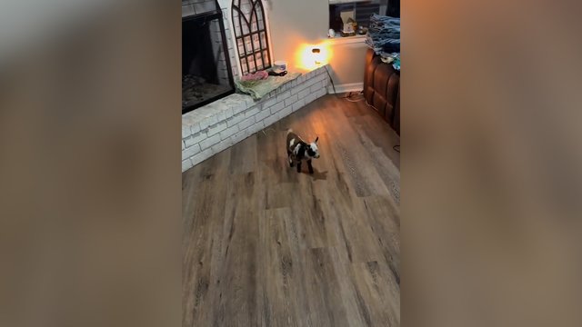 Pašėlusio ožiuko linksmybės: pataisys net ir prasčiausią nuotaiką