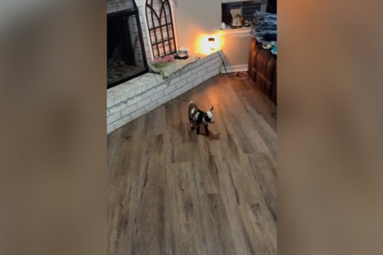 Pašėlusio ožiuko linksmybės: pataisys net ir prasčiausią nuotaiką