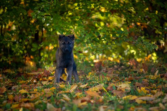 5 mėn. vokiečių aviganis pradeda tarnybą Klaipėdoje: susipažinkite