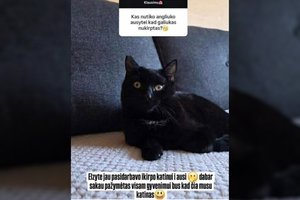 Lietuvos influencerė paskelbė šokiruojančią nuotrauką – dukra nukirpo katinui dalį ausies