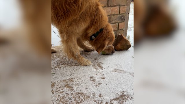 Norėdamas pažaisti keturkojis susidūrė su skaudžia realybe: kamuoliukas lyg akmuo nejudėjo iš vietos