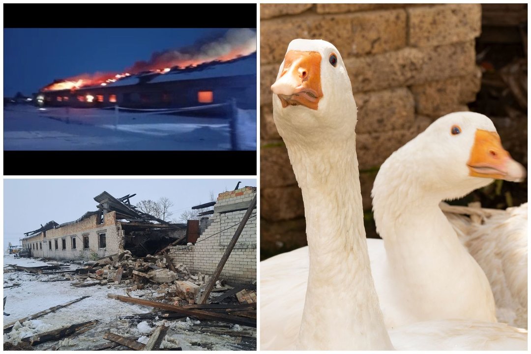 Vilkaviškio rajone sudegė paukščių ferma: sugniuždyti ūkininkai prašo padovanoti bent įrankių