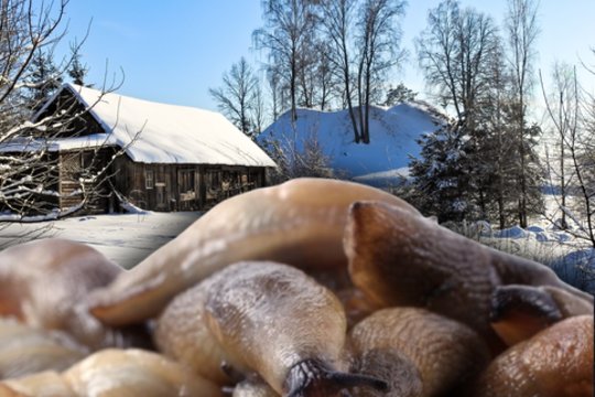Speigas įkvėpė vilties, kad šliužai šalčio neatlaikys – vieningas ekspertų vertinimas viską sudėlioja į vietas