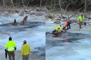 Vaizdo įrašas išplito it virusas: lietuvis įamžino neeilinę stirnų gelbėjimo operaciją
