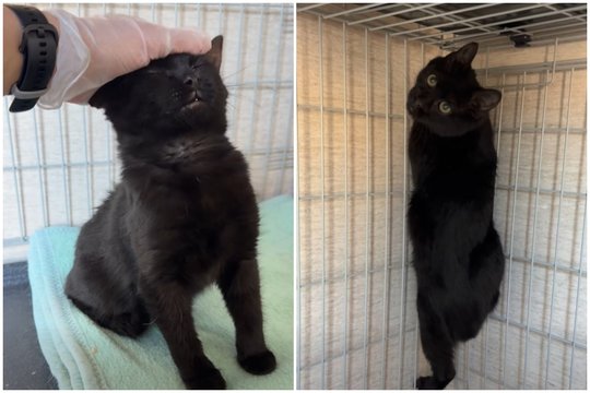 Prieš pat Vilnių paralyžiavusią pūgą išgelbėtas katinėlis Nosferatu meldžia pagalbos ir namų