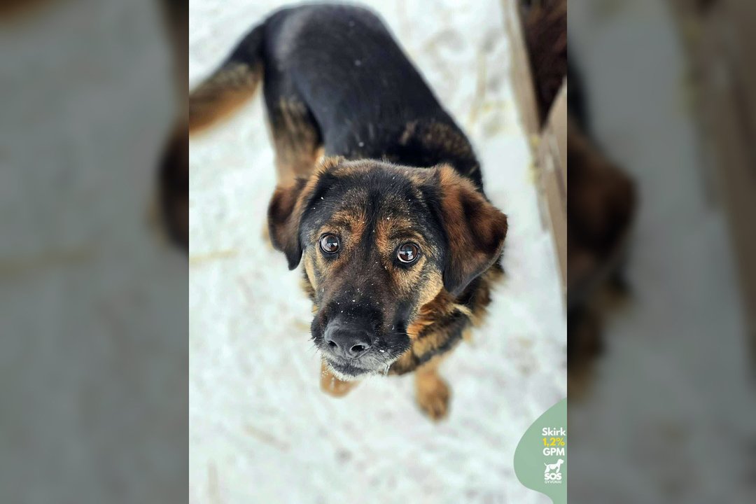 Po gyvenimo prie grandinės – viltis turėti tikrus namus: 27 kg gerumo laukia savo žmogaus