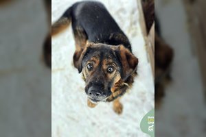 Po gyvenimo prie grandinės – viltis turėti tikrus namus: 27 kg gerumo laukia savo žmogaus