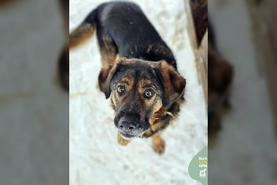 Po gyvenimo prie grandinės – viltis turėti tikrus namus: 27 kg gerumo laukia savo žmogaus