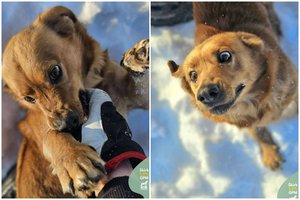 Niekam nereikalingas šunelis trokšta namų: dovanos visą meilę ir amžiną draugystę