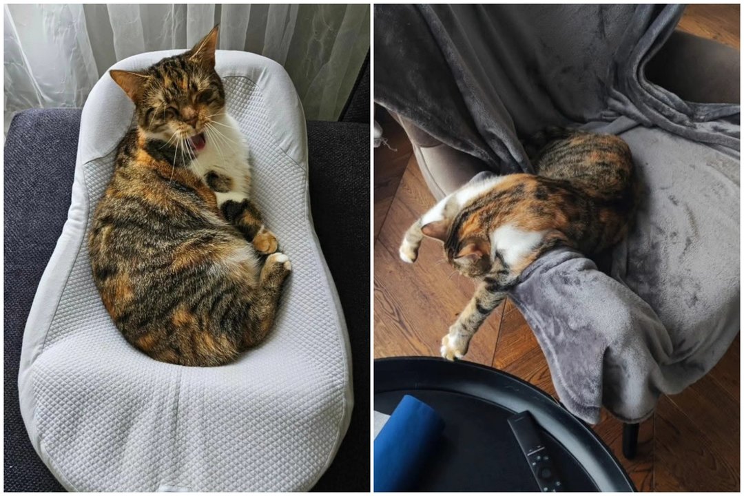 Po pokyčių namus praradusi katė nenori grįžti į prieglaudą: maldauja antro šanso