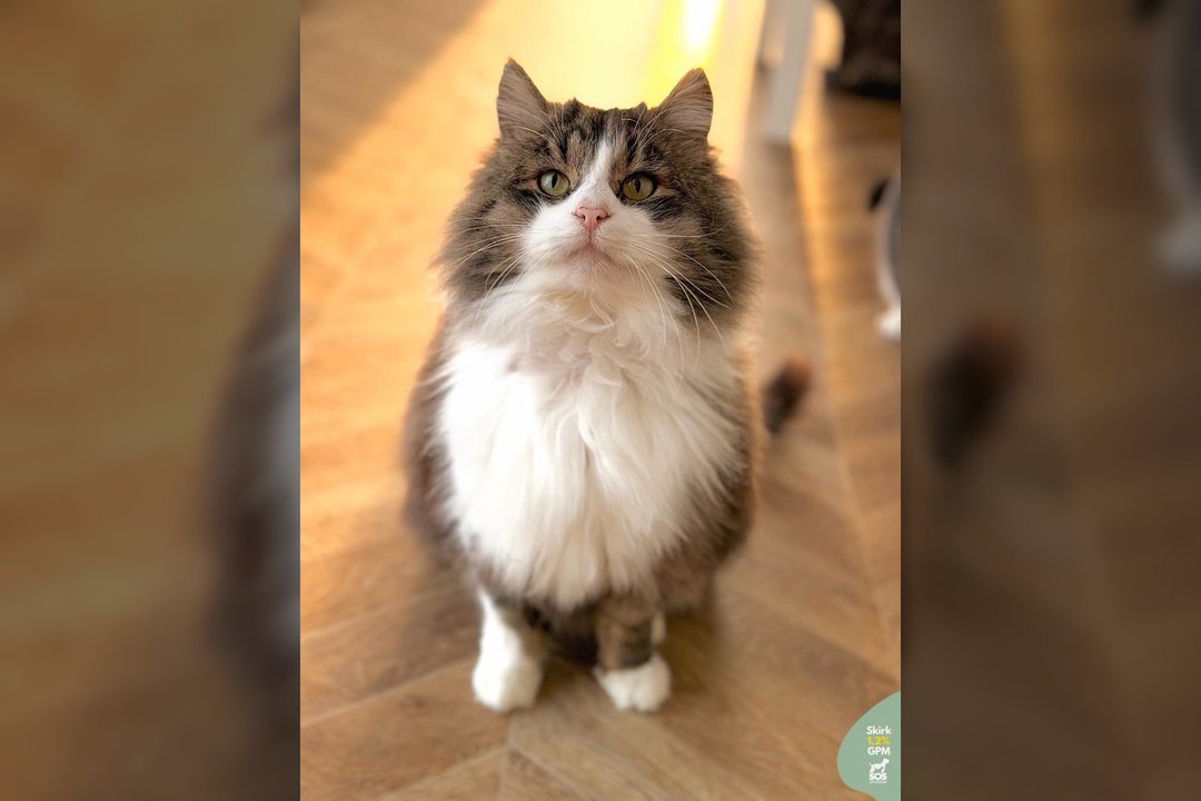 Drąsa ir draugiškumu kiekvieną pakerintis pūkų kamuoliukas laukia pačių geriausių žmonių