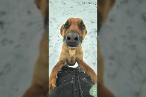 Nuo tvarto iki šeimos: žaismingas, bet drovus šunelis laukia namų