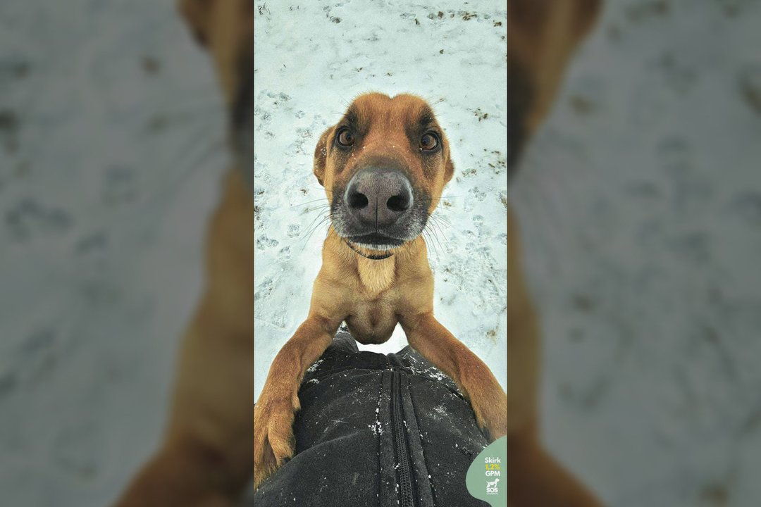 Nuo tvarto iki šeimos: žaismingas, bet drovus šunelis laukia namų