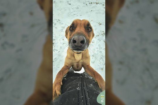 Nuo tvarto iki šeimos: žaismingas, bet drovus šunelis laukia namų