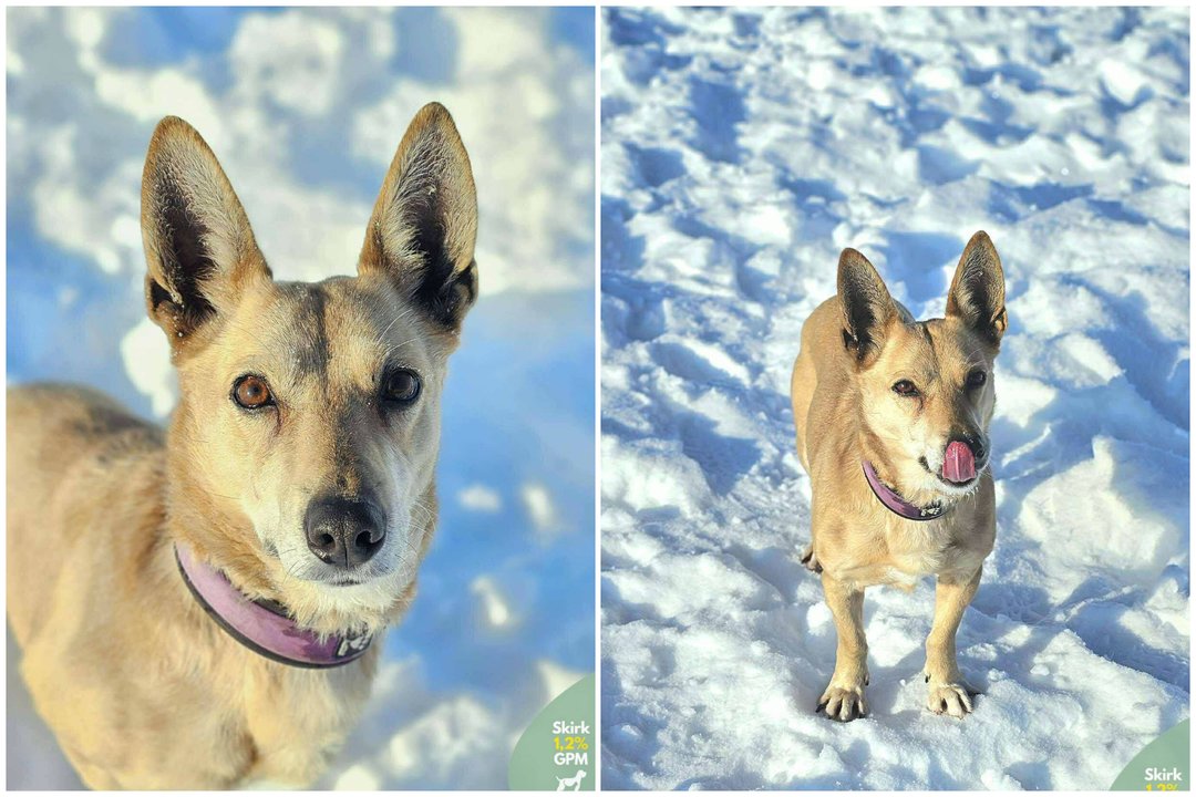 Pasivaikščiojimus dievinanti senjorė nori tapti šeimos dalimi