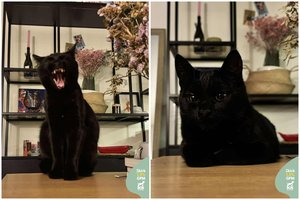 Vos vieną „minusą“ turinti jauna juoda gražuolė gali tapti pačia geriausia jūsų drauge