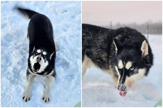 Tikras Taifūnas – ne kiekvienam: ieško stiprių ir veislės ypatumus žinančių žmonių