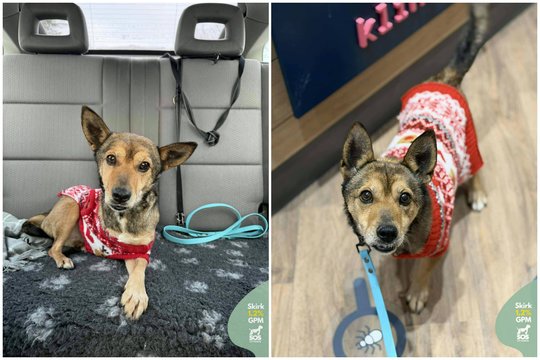 Vos 5 kg šunelis visą gyvenimą matė tik grandinę ir šiukšles: trikojis šuo meldžia šanso