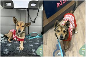 Vos 5 kg šunelis visą gyvenimą matė tik grandinę ir šiukšles: trikojis šuo meldžia šanso