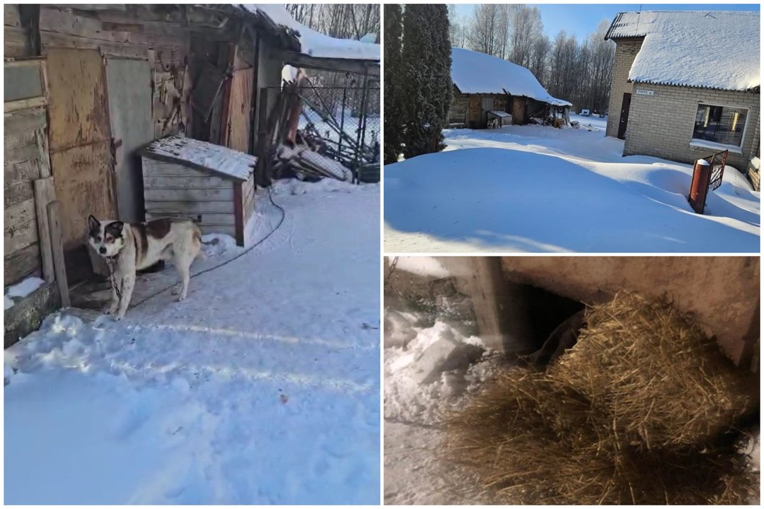 Pagalbos šauksmas iš Skaudvilės: žmonės susirūpino dėl per šalčius neprižiūrimo šuns