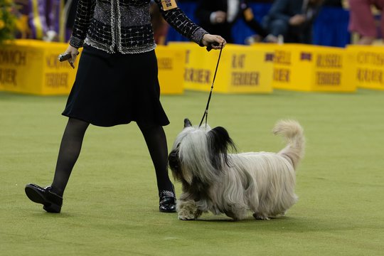 Prestižinėje Vestminsterio šunų parodoje – dobermano triumfas: varžėsi išskirtiniai keturkojai