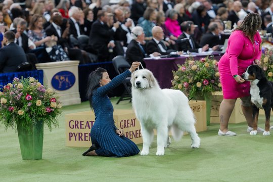Prestižinėje Vestminsterio šunų parodoje – dobermano triumfas: varžėsi išskirtiniai keturkojai