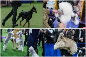 Prestižinėje Vestminsterio šunų parodoje – dobermano triumfas: varžėsi išskirtiniai keturkojai