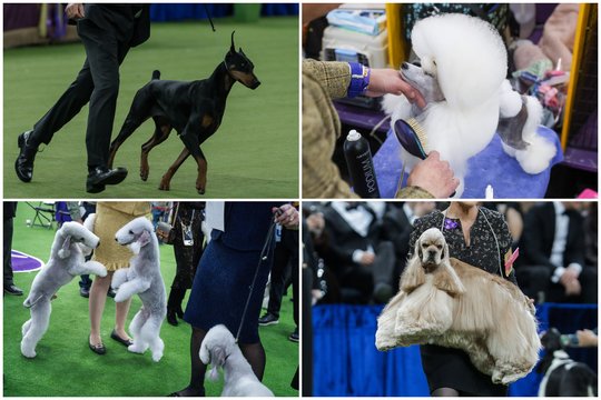 Prestižinėje Vestminsterio šunų parodoje – dobermano triumfas: varžėsi išskirtiniai keturkojai
