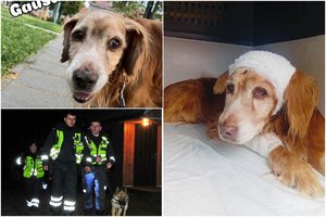 Išnagrinėta baudžiamoji byla dėl Raseinių rajone žiauriai sužaloto šunelio Gauso