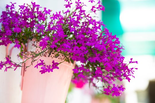 Sodininkai petunijas stumia į šalį: vietoje jų renkasi ištvermingesnį ir efektingesnį putoklį