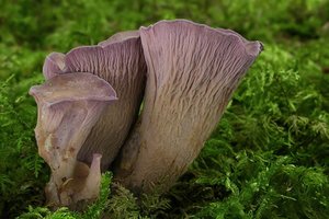 Į Lietuvos raudonąją knygą vėl įrašyta išnykusia laikyta grybų rūšis