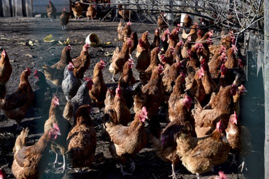 Lietuvoje – pirmasis pavojingos ligos protrūkis: virusas akimirksniu gali sunaikinti ištisus ūkius