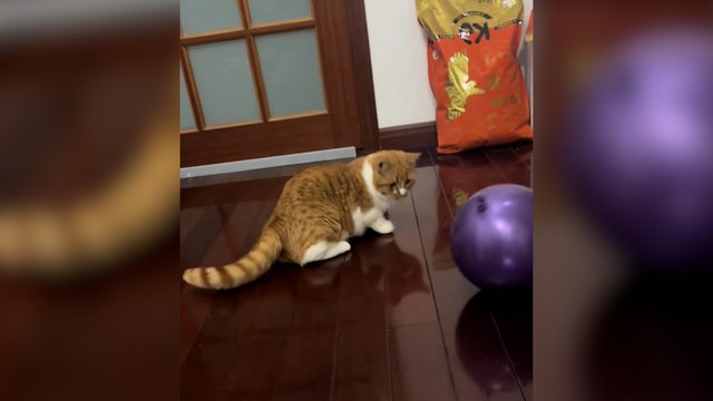 Persekiojantis balionas suglumino keturkojį: nesuprato, kas vyksta