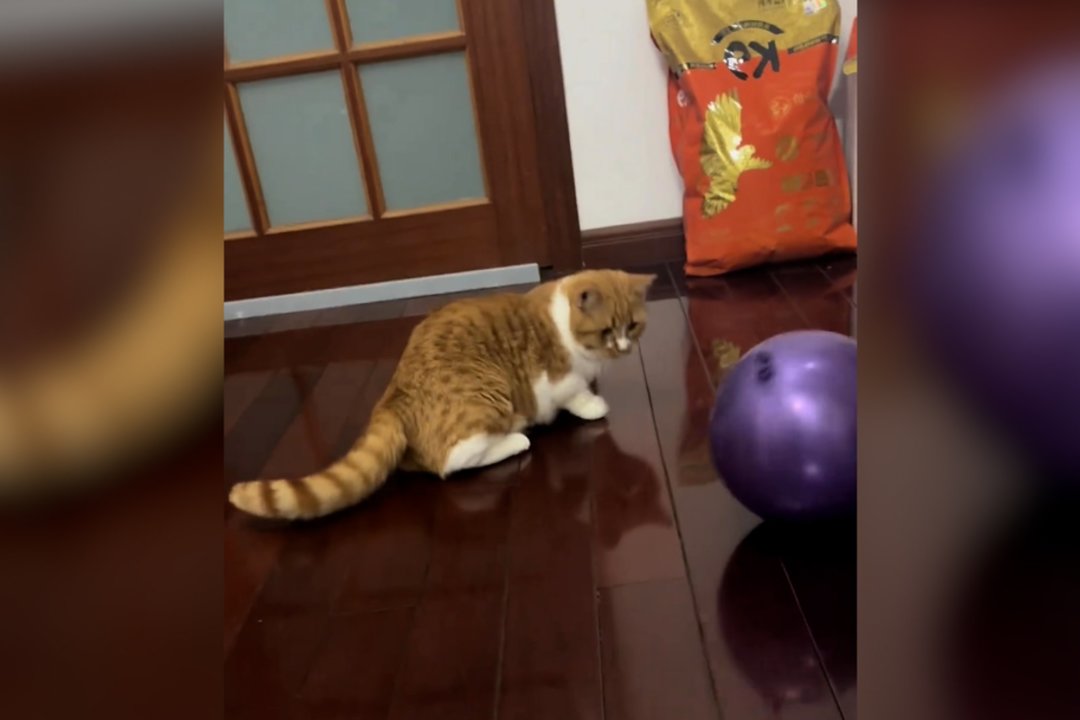 Persekiojantis balionas suglumino keturkojį: nesuprato, kas vyksta