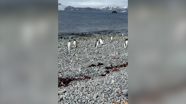 Gaudynių įkarštyje – netikėtas smūgis niekuo dėtam pingvinui: kaltininkas nė nesureagavo