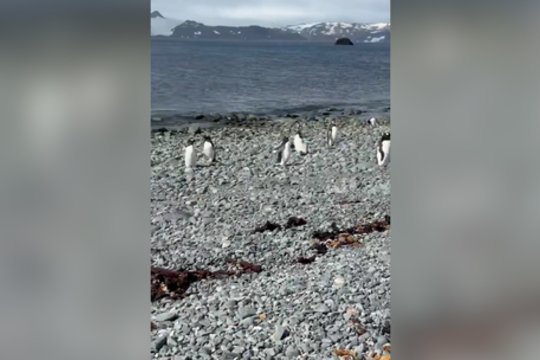 Gaudynių įkarštyje – netikėtas smūgis niekuo dėtam pingvinui: kaltininkas nė nesureagavo