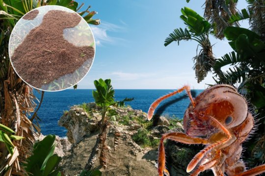 Skruzdės, užkariaujančios pasaulį, įsitvirtino ir Europoje: įgėlimai palieka pūsles, kova su jomis – beviltiška