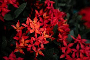 Įspūdingi daugiamečiai augalai tinginiams: be didelių pastangų gausiai žydi visą vasarą 