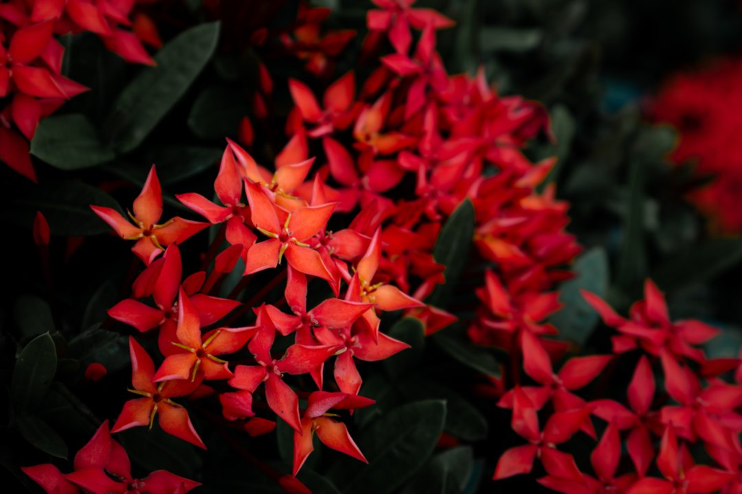 Įspūdingi daugiamečiai augalai tinginiams: be didelių pastangų gausiai žydi visą vasarą 