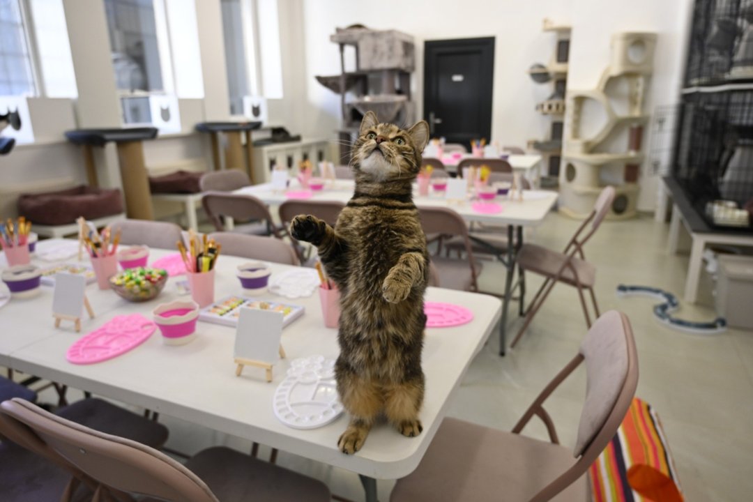 Gyvūnų prieglauda Kaune kviečia smagiai praleisti laiką ir padėti beglobiams: štai ką siūlo