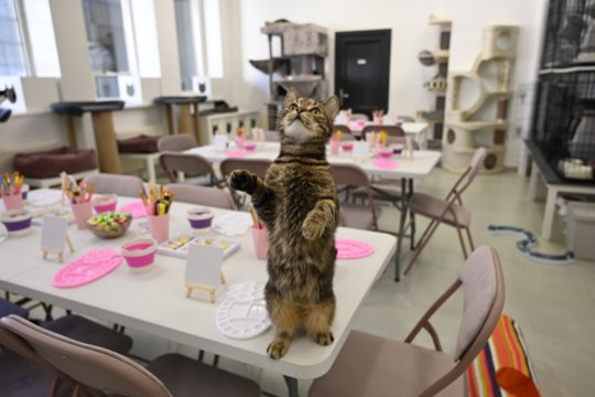 Gyvūnų prieglauda Kaune kviečia smagiai praleisti laiką ir padėti beglobiams: štai ką siūlo