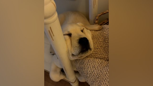 Saldžiam miegui nesvarbu nei vieta, nei poza: pamatykite, kaip ilsėjosi keturkojis