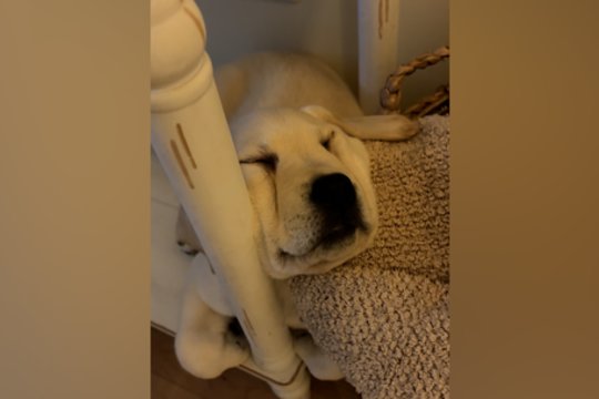 Saldžiam miegui nesvarbu nei vieta, nei poza: pamatykite, kaip ilsėjosi keturkojis