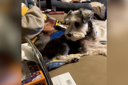 Šuo rado patogesnį būdą žiūrėti televizorių: tam prireikė dar vieno įrenginio