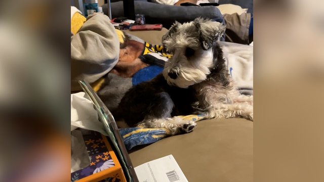 Šuo rado patogesnį būdą žiūrėti televizorių: tam prireikė dar vieno įrenginio