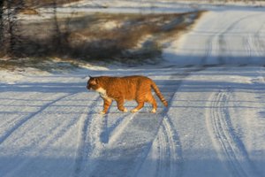 Po augintinio mirties – gedulas: psichologijos profesorius atskleidė, kas darosi žmogaus galvoje netekus gyvūno