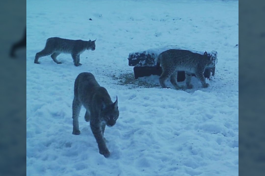 Neįtikėtinas vaizdas Švenčionių r.: vienoje vietoje užfiksavo net tris lūšis